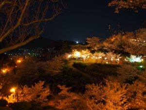 夜の桜　千光寺