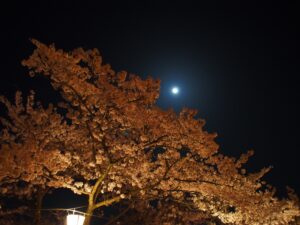 夜の桜　千光寺