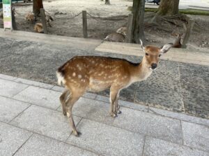 東大寺の鹿さんの写真